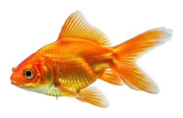 Golden fish swimming in clear water aquatic environment isolated on transparent background