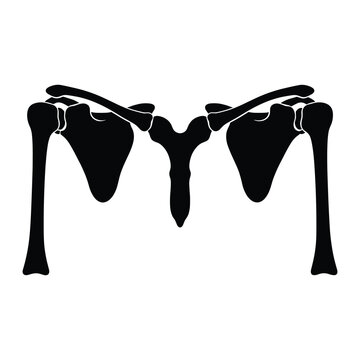 Silhouette of human shoulder bones anatomy