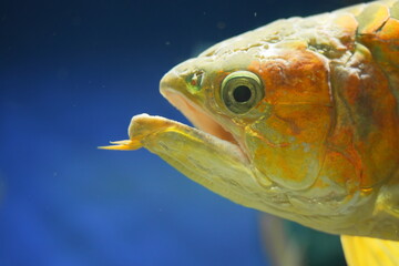 水槽の中を泳ぐアロワナ