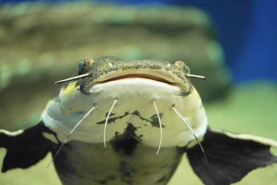 Redtail catfish