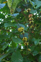 Colorful coffee cherries ripen along slender branches amid green leaves, showing natural growth stages and the beauty of coffee plants in a lush environment