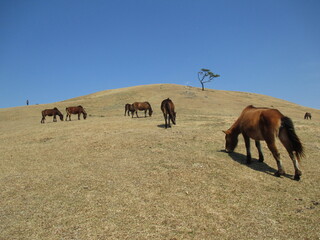 宮崎県串間市都井岬、野生馬の住む草原の美しい風景