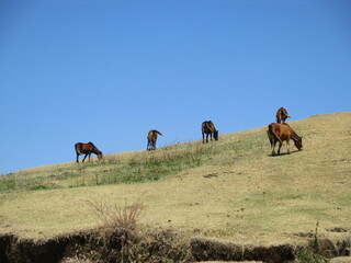 宮崎県串間市都井岬、野生馬の住む草原の美しい風景