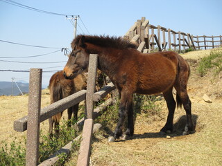 宮崎県串間市都井岬、野生馬の住む草原の美しい風景