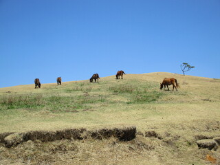 宮崎県串間市都井岬、野生馬の住む草原の美しい風景