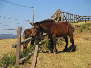 宮崎県串間市都井岬、野生馬の住む草原の美しい風景