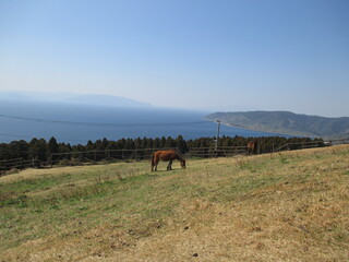 宮崎県串間市都井岬、野生馬の住む草原の美しい風景