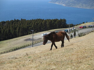 宮崎県串間市都井岬、野生馬の住む草原の美しい風景