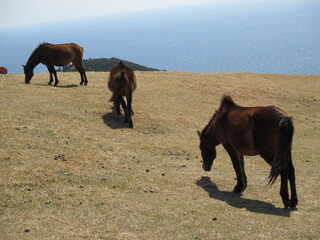 宮崎県串間市都井岬、野生馬の住む草原の美しい風景