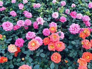 Obraz premium The image shows pink, orange roses with both buds and blooming flowers, complete with green stems and leaves. These beautiful roses have a delicate fragrance, vibrant colors, and are grown. 