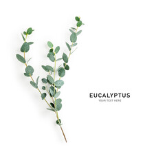 Eucalyptus branch photography isolated on white background