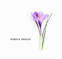 Purple crocus flower with stem and leaves isolated on white background