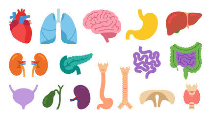  illustrations depicting various human organs, including the heart, lungs, brain, stomach, liver, kidneys, pancreas, intestines, and more, presented against a white background.