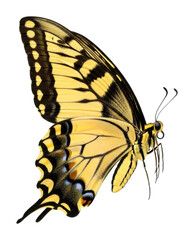 Butterfly in flight nature digital beauty isolated on transparent background