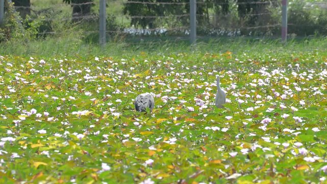 A heron bird, one type of long neck bird during it hunting fish in wetland swamp. Animal living in nature footage.	