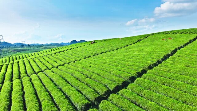 Aerial shot of beautiful green tea plantation on mountain slopes in summer 