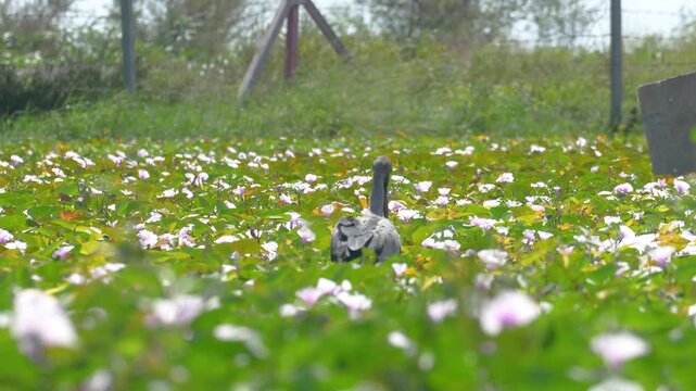 A heron bird, one type of long neck bird during it hunting fish in wetland swamp. Animal living in nature footage.	