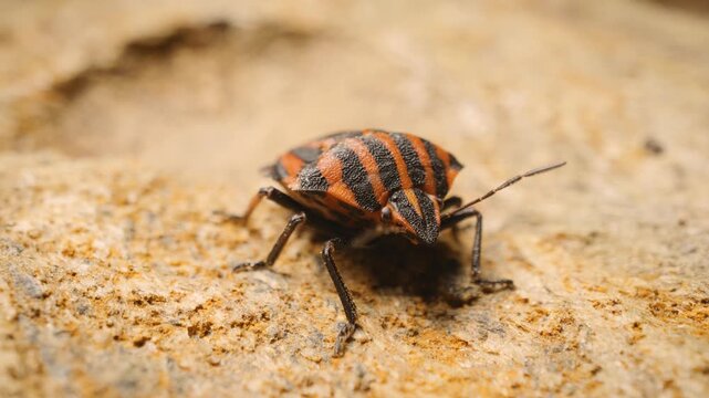 European striped shield bug (Graphosoma italicum), static shot.