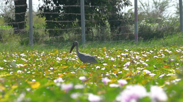 A heron bird, one type of long neck bird during it hunting fish in wetland swamp. Animal living in nature footage.	