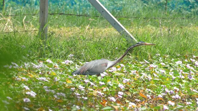 A purple heron or ardea purpurea bird, one type of long neck bird during it hunting fish in wetland swamp. Animal living in nature footage.