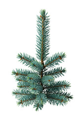 high-detail, perfectly shaped miniature blue spruce branch (picea pungens) with dew drops, isolated on transparent background, sharp macro focus and rim light effect concept of sophisticated