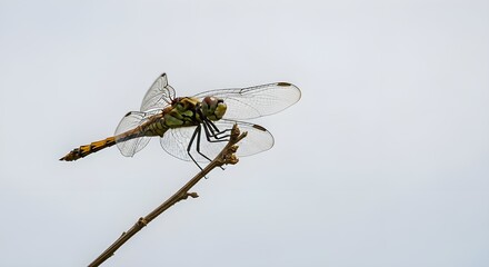Dragonfly perched on a twig against a plain background