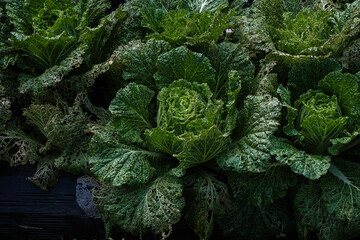 京都府大原畑の白菜虫喰いの慈しみ