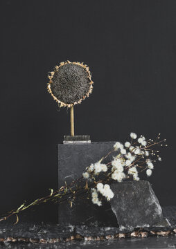 Mixed dried flowers on dark color studio background
