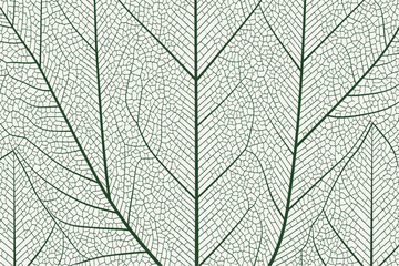 Nature Illustration, Leaf Patterns, Botanical Art, Green Textures, Detailed Design, Graphic Art