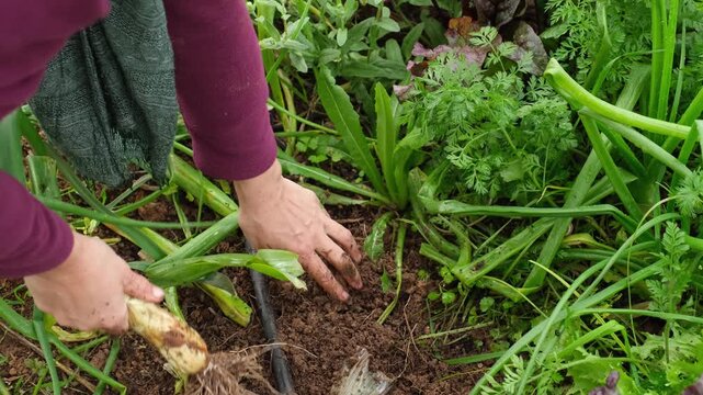 Farmer's hands pulling a fresh organic leek out of the rich soil. The person then cleans the root vegetable with a knife in a garden bed
