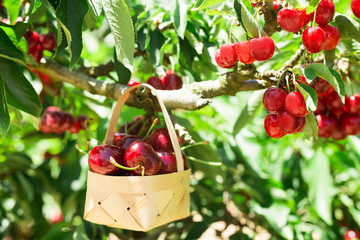 still life of cherries in wicker basket in garden