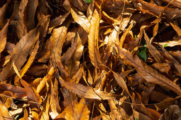 冬の森　落ち葉が一面に積もる地面02 © スタジオ　スパロウ