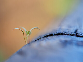 Sprout of a small plant born among the wood.