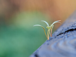 Sprout of a small plant born among the wood.