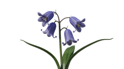 Bluebell Flowers Isolated