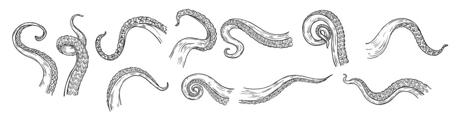 octopus tentacles engraving hand drawn tentacle © goov