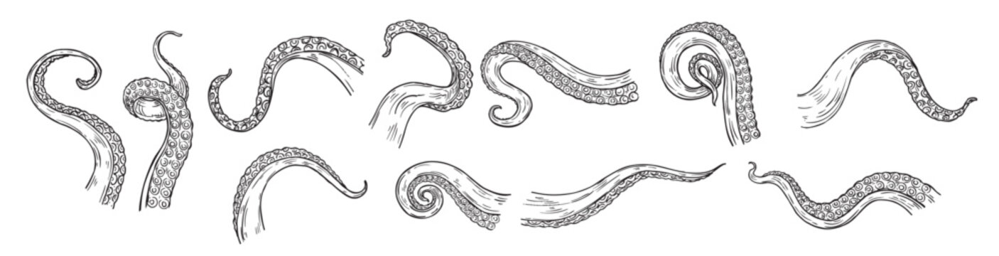 octopus tentacles engraving hand drawn tentacle
