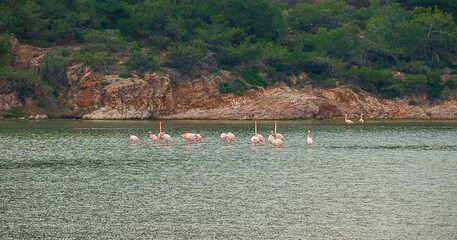 Beautiful flamingos on wild side of Turkey