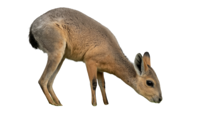 Patagonian Mara isolated