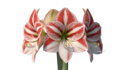 Red and White Striped Amaryllis Isolated