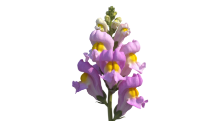 Snapdragon Flower Isolated