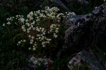 Fototapeta premium Starry Saxifrage on Donnelly Dome