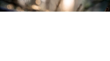 Obraz premium Luminous dewdrops forming pearls on a delicate spiderweb in soft natural light