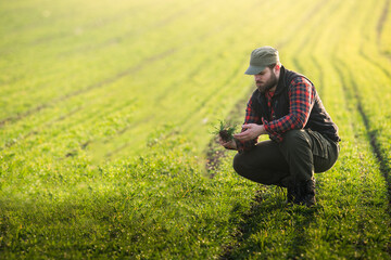 Young farmer examing planted young wheat
