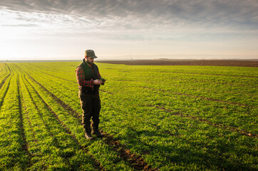 Young farmer examing planted young wheat