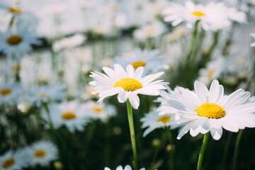 A vibrant white daisy blossom with a yellow center blooms in a lush summer meadow, showcasing the natural beauty of floral petals in a macro closeup amidst the green field grass