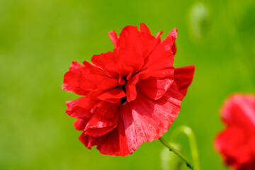 Red poppy flower. Close-up of the flowering plant against a green background.
