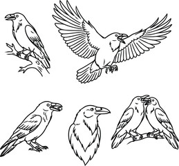 Obraz premium A collection of detailed line art drawings showcasing ravens in different poses and actions