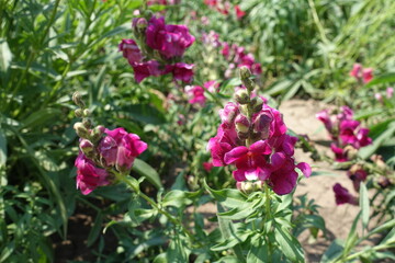 Fototapeta premium Bright crimson flowers of Antirrhinum majus in July