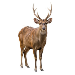 Fototapeta premium A brown deer with large antlers stands facing forward against a solid black background stag male deer